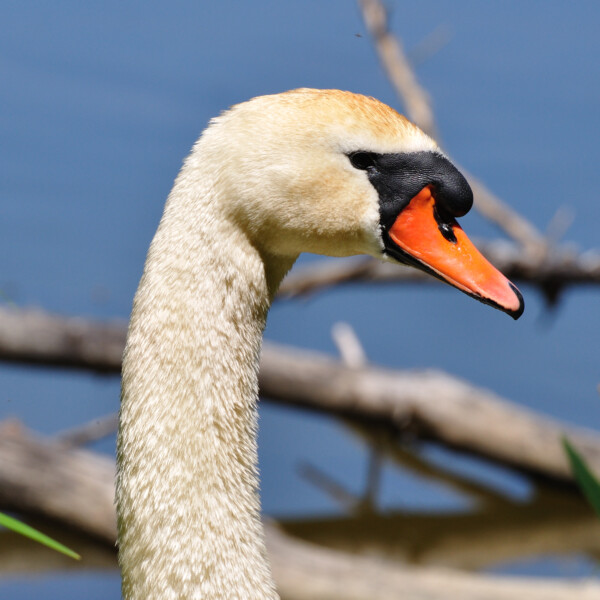 Junger Schwan am Morgetshofsee mit orangefarbenem Schnabel