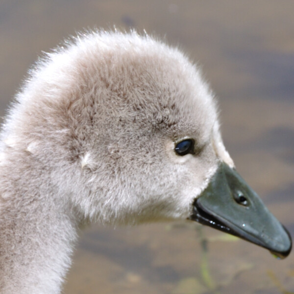 Junger Schwan am Morgetshofsee mit grauem Flaum und dunklem Schnabel.