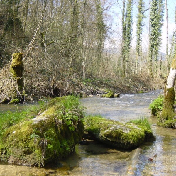 Fluss Nozon mit moosbedeckten Steinen und Bäumen am Ufer.