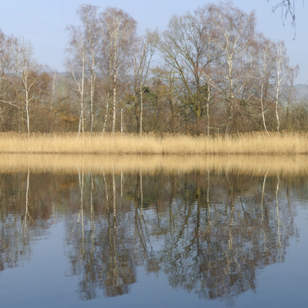 Nussbaumersee: Ruhige Seeoberfläche mit Spiegelung von Bäumen und Schilf im Wasser.