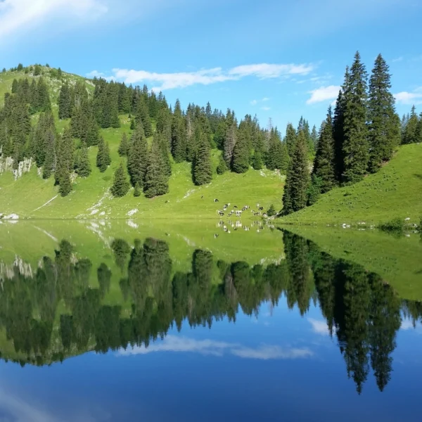 Oberstockensee Spiegelung: Bergsee mit grünen Hängen und Bäumen im Wasser reflektiert.