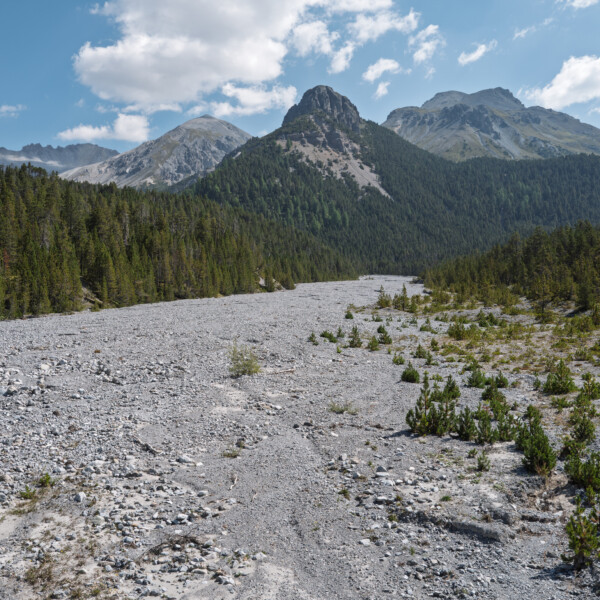 Trockenes Flussbett Ova dal Fuorn mit Bergen und Bäumen im Schweizer Nationalpark.