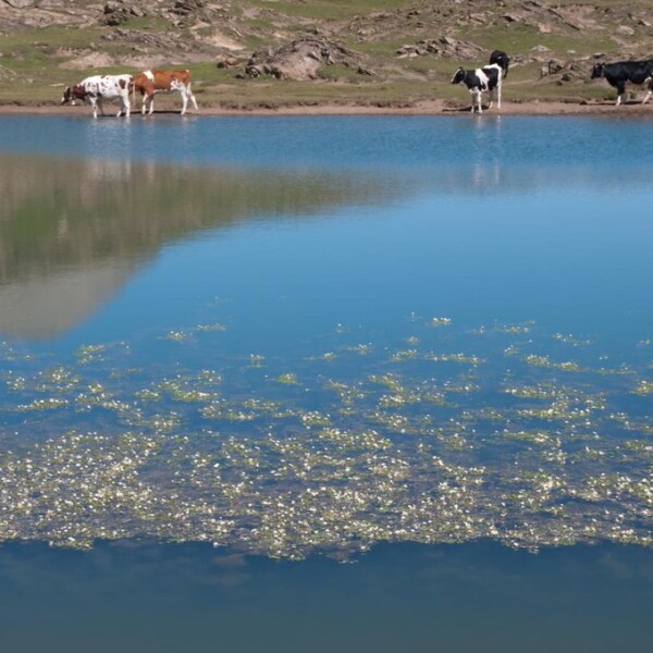 Kühe am Ufer eines Bergsees, der den Himmel und die Berge reflektiert. Plan des Roses.