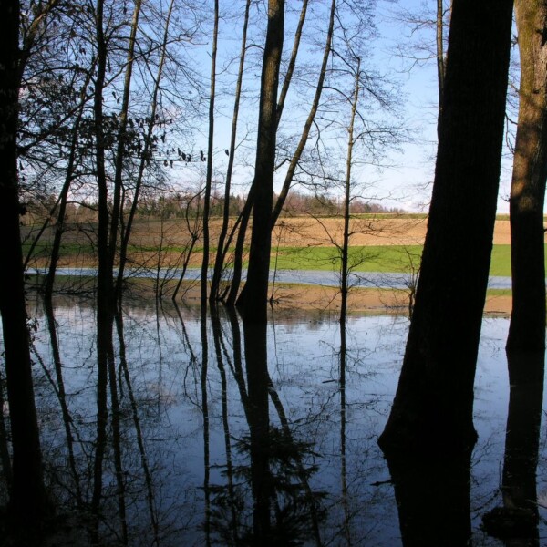 Bäume spiegeln sich im Wasser am Rudolfersee. Überschwemmte Landschaft mit Feld im Hintergrund.