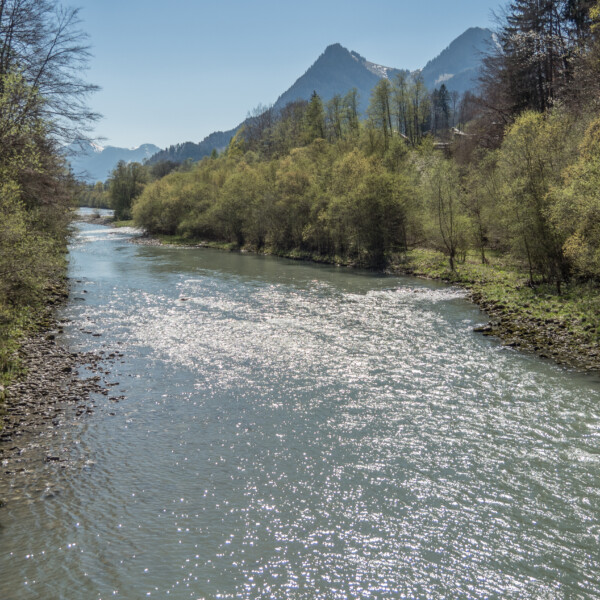 Fluss Saane fließt durch grüne Landschaft mit Bergen im Hintergrund.
