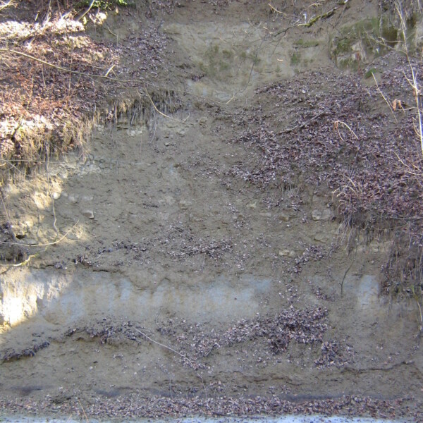 Erdprofil mit Schichten, Blättern und Schnee. Sauteru.