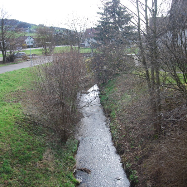 Flusslauf der Surb durch eine ländliche Gegend mit Bäumen und Häusern im Hintergrund.
