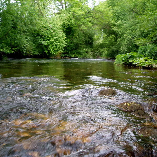Fluss Suze (Schüss) fließt durch grüne Bäume.