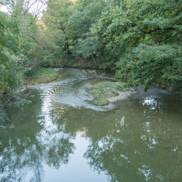 Fluss Venoge fließt durch grüne Ufervegetation.