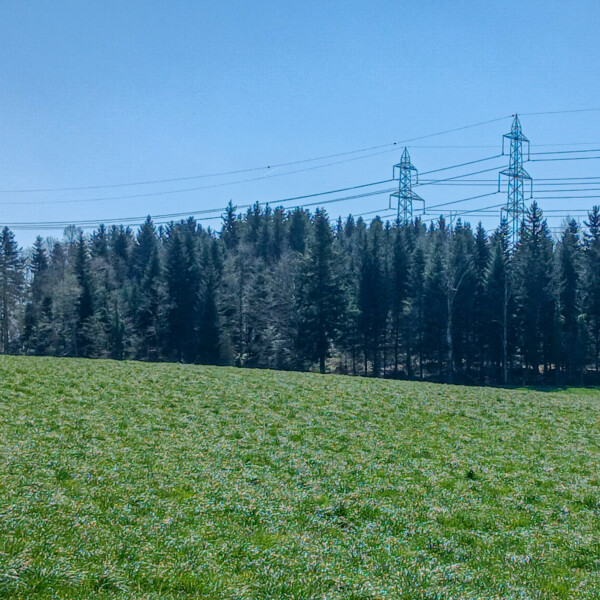 Grüne Wiese mit Waldrand und Strommasten unter blauem Himmel. Wyna Landschaft.