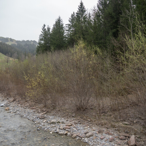 Fluss Zulg mit Uferbewuchs und Bäumen im Hintergrund.