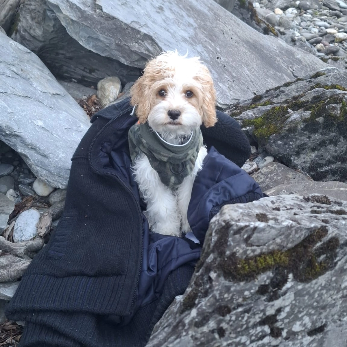Süßer Cockapoo-Welpe sitzt in einer Jacke zwischen Felsen.