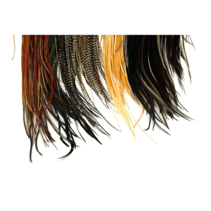 Einsteiger Hackle-Set mit vier halben Capes in verschiedenen Naturfarben.