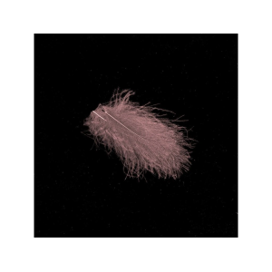 Graue CDC-Federn, 1g Packung, detailliert und flauschig.