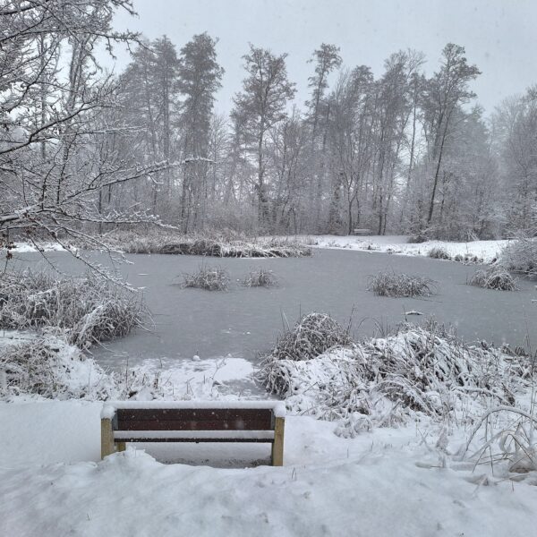 Bärenweiher: zugefrorener Teich und schneebedeckte Bäume im Winter