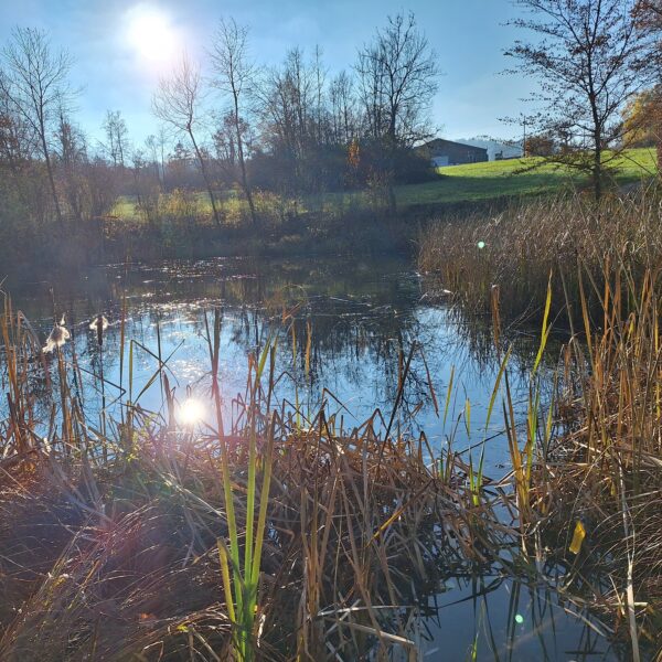 Bärenweiher im Herbstlicht mit Schilf und Bäumen