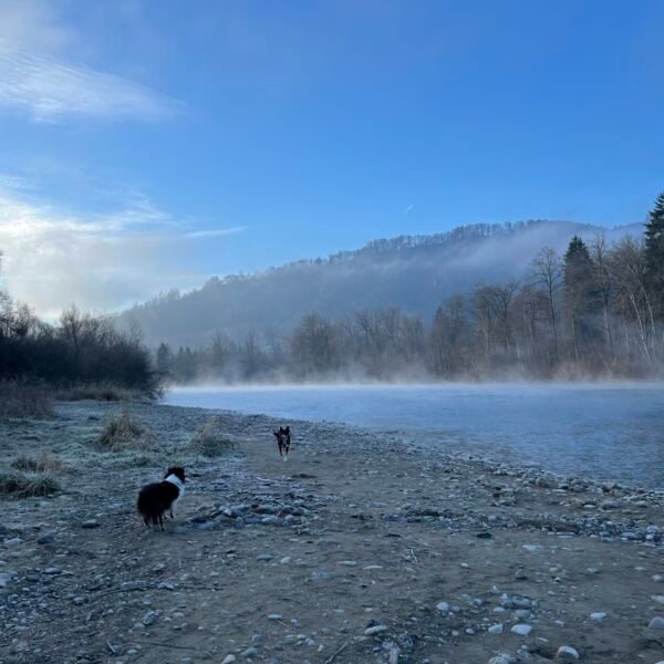 Zwei Hunde stehen an einem nebligen Morgen an einem felsigen Flussufer, mit Bäumen, Bergen und einem blauen Himmel im Hintergrund. Der Nebel schwebt über dem ruhigen Wasser und schafft eine heitere, natürliche Szene.