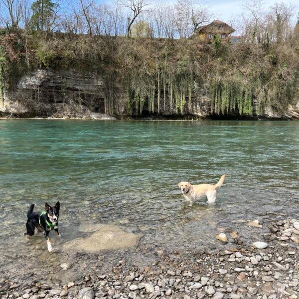 Zwei Hunde stehen im seichten Wasser eines felsigen Flussufers; der eine ist schwarz-weiß, der andere gelb. Im Hintergrund sind eine bewaldete Klippe und ein Haus auf dem Hügel unter einem bewölkten Himmel zu sehen.