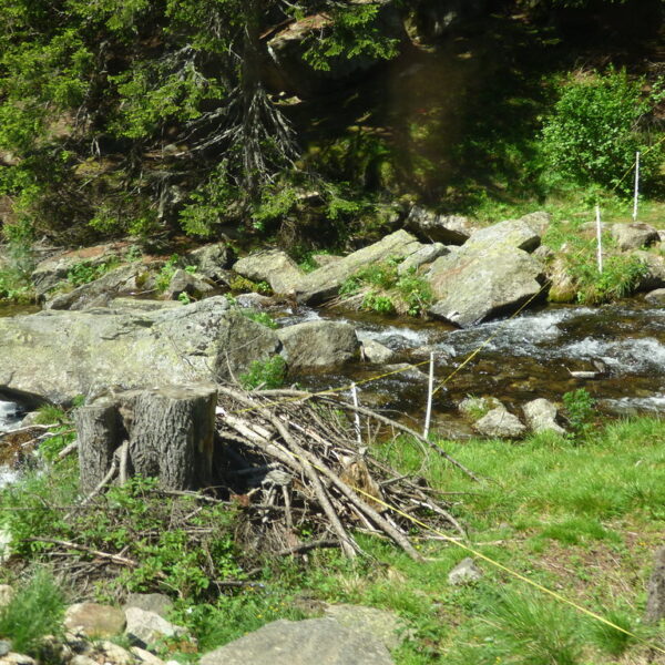 Fließender Bach mit Felsen und Grün, Acqua da Pila.