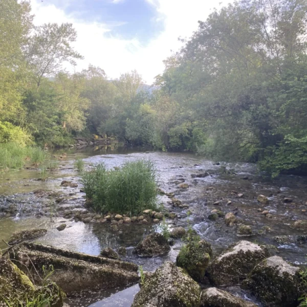Ein flacher, steiniger Fluss fließt unter einem teilweise bewölkten Himmel durch einen üppigen, grünen Wald mit Bäumen auf beiden Seiten. Dichte Vegetation und moosbedeckte Felsen säumen das Flussufer im Vordergrund.