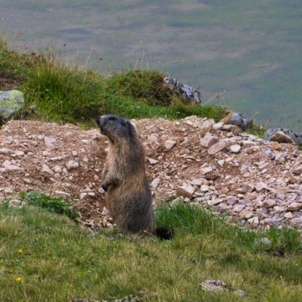 Alpenmurmeltier steht aufrecht in der Nähe seines Baus am Alteinsee.
