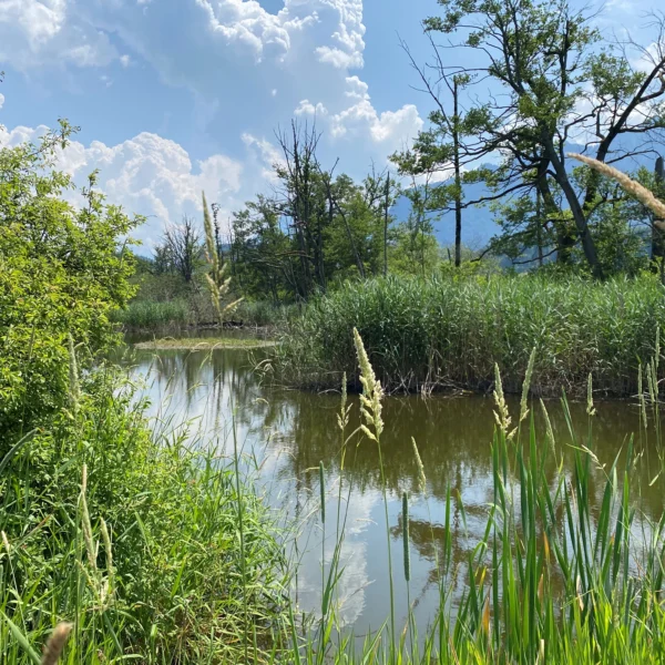 Ein ruhiger, schmaler Fluss fließt in Richtung Amsoldingersee, gesäumt von hohem grünem Gras und Schilf und umgeben von belaubten Bäumen unter einem teilweise bewölkten blauen Himmel. Das Sonnenlicht spiegelt sich auf der Wasseroberfläche und schafft eine friedliche, natürliche Szene.