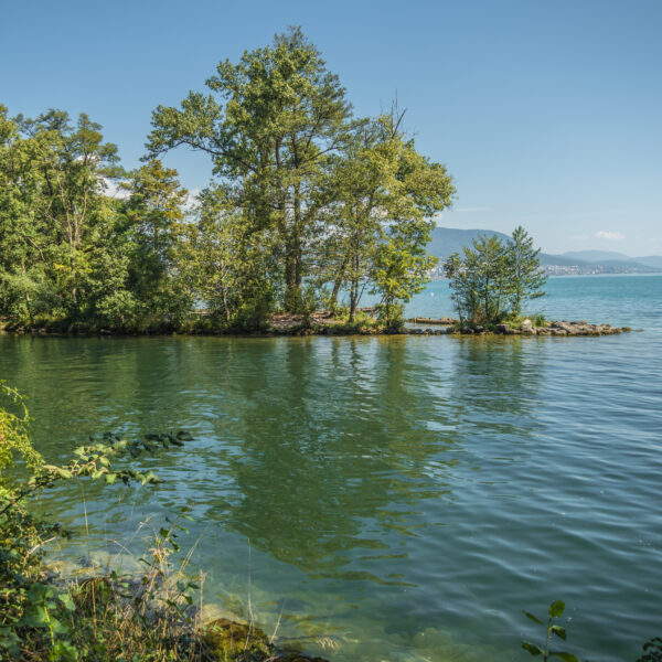 Grüne Insel im Areuse-Fluss mit Bäumen und klarem Wasser an einem sonnigen Tag.