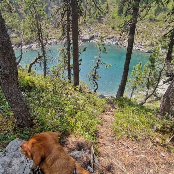 Ein brauner Hund mit einem Geschirr steht an einem bewaldeten Hang und blickt an einem sonnigen Tag auf einen klaren blauen See, der von Bäumen und felsigem Gelände umgeben ist.