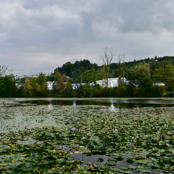 Ausee: Seerosen bedecken den See mit Gebäuden im Hintergrund unter bewölktem Himmel.