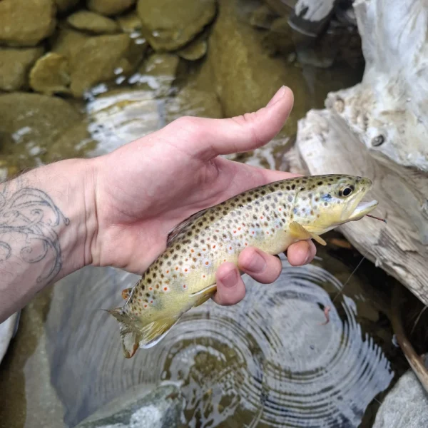 Eine tätowierte Hand hält eine kleine Bachforelle mit bunten Flecken über das klare Wasser des Averser Rheins in der Schweiz, wo ein flaches, felsiges Flussbett und Treibholz liegen.