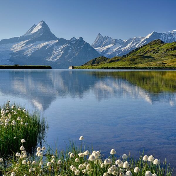 Bachalpsee Spiegelung: Alpenlandschaft mit See und schneebedeckten Bergen im Hintergrund.