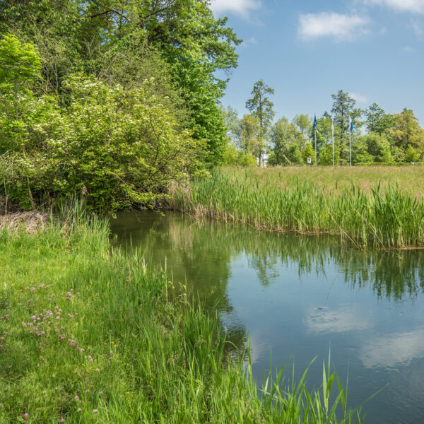 Grüner Uferbereich am Baldeggersee mit Schilf und Bäumen unter blauem Himmel.