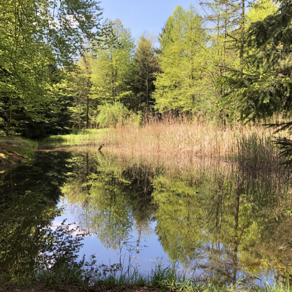 Spiegelung von Bäumen und Schilf im Binsenweiher.