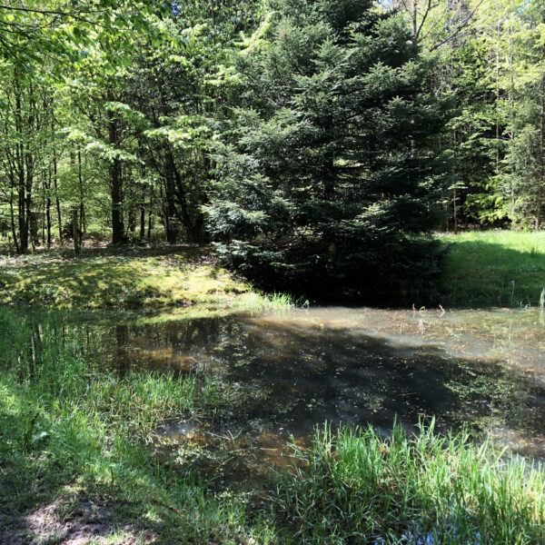 Binsenweiher: Teich umgeben von Bäumen und Grünflächen im Wald.