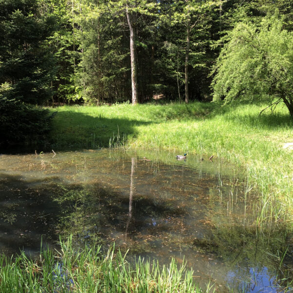 Binsenweiher mit Spiegelung der Bäume und einer Ente im Wasser.