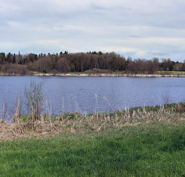 Bommerweiher Landschaft mit Wasser, Bäumen und Wiese im Frühling.