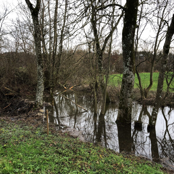Brunnbach-Aussicht: Wasserlauf durch Bäume und grüne Wiese im Winter.