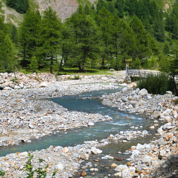 Fluss Cavagliasch mit Felsen und Bäumen. Klares Wasser fliesst durch die alpine Landschaft.