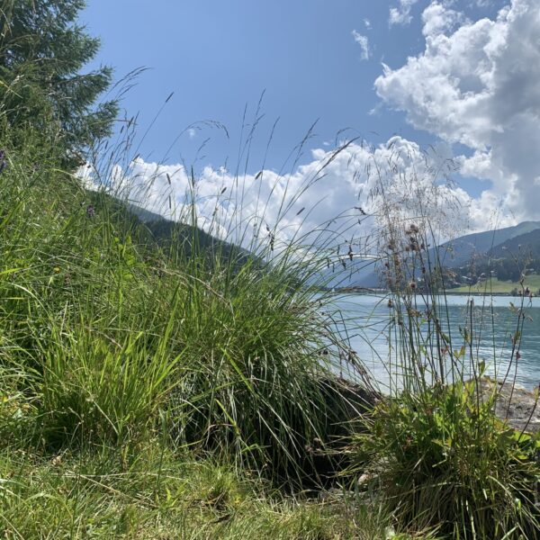 Davosersee mit Grasbewuchs am Ufer und Bergen im Hintergrund.