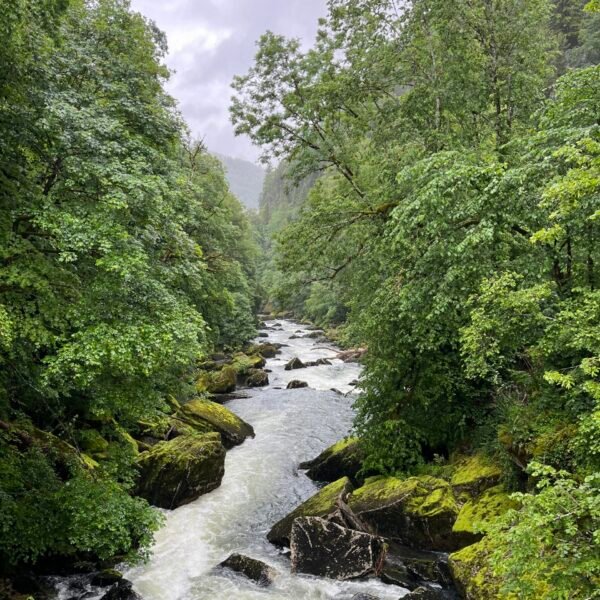 Ein rauschender Fluss fließt durch einen üppigen, grünen Wald mit moosbewachsenen Felsen und hohen Bäumen auf beiden Seiten unter einem bewölkten Himmel.