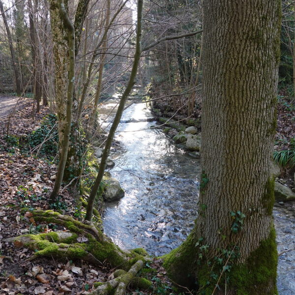 Drize Bach fließt durch einen Wald mit moosbedeckten Baumwurzeln.