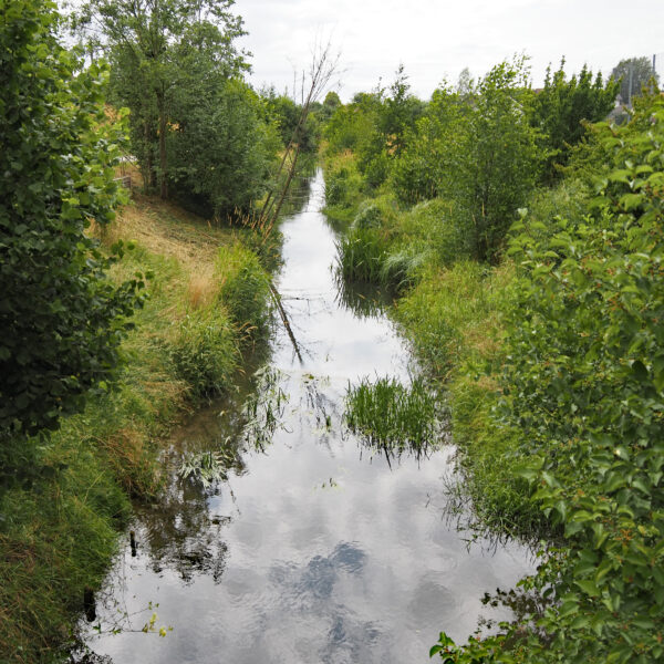 Der Eichibach fließt durch üppiges Grün. Ein ruhiger Bachlauf.