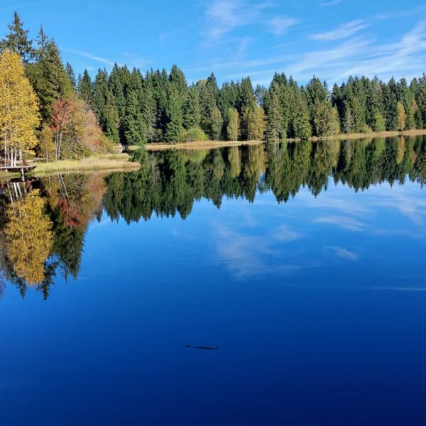 Spiegelung des Étang de la Gruère Sees mit Bäumen und blauem Himmel.