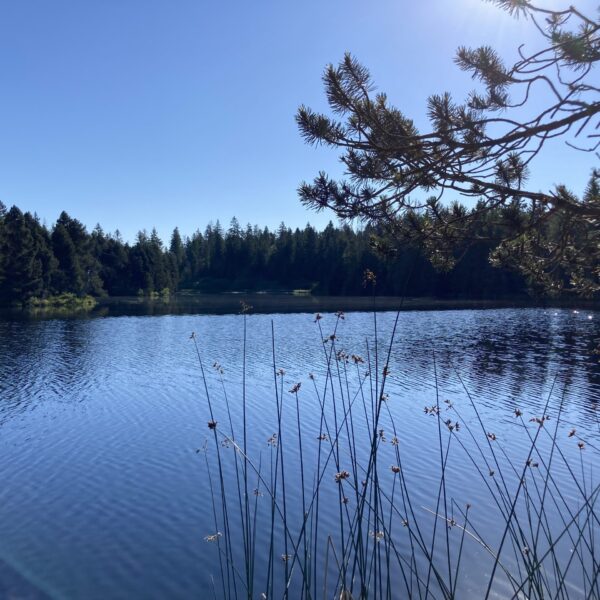 Ein ruhiger Teich, der Étang des Royes in Frankreich, ist von einem Wald unter einem klaren blauen Himmel umgeben, mit hohem Gras und Baumzweigen im Vordergrund und Sonnenlicht, das aus der oberen rechten Ecke scheint.