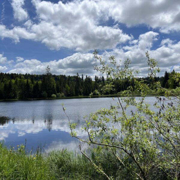 Ein ruhiger See, möglicherweise der Étang des Royes, ist von grünen Bäumen und Sträuchern umgeben, und der teilweise bewölkte blaue Himmel spiegelt sich auf der Wasseroberfläche. Die friedliche Szene erinnert an die Beschaulichkeit der Natur, mit belaubten Zweigen im Vordergrund.
