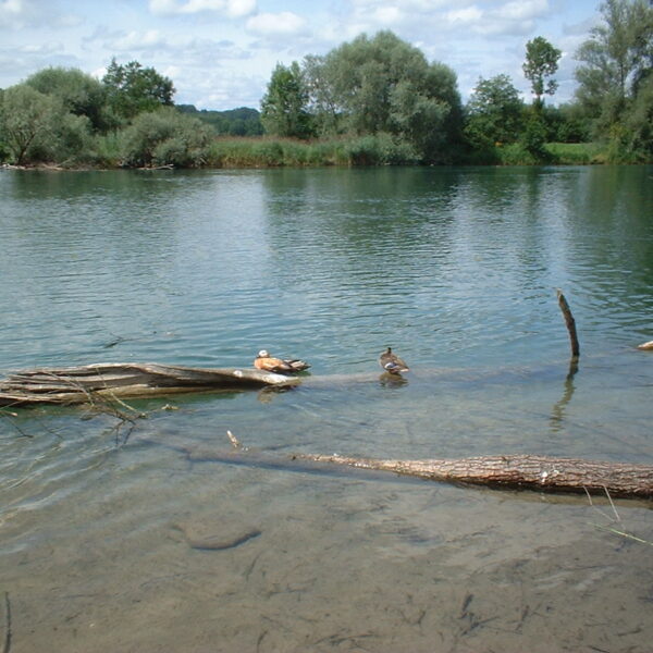 Enten auf einem Baumstamm im Flachsee, umgeben von grünen Bäumen und blauem Himmel.