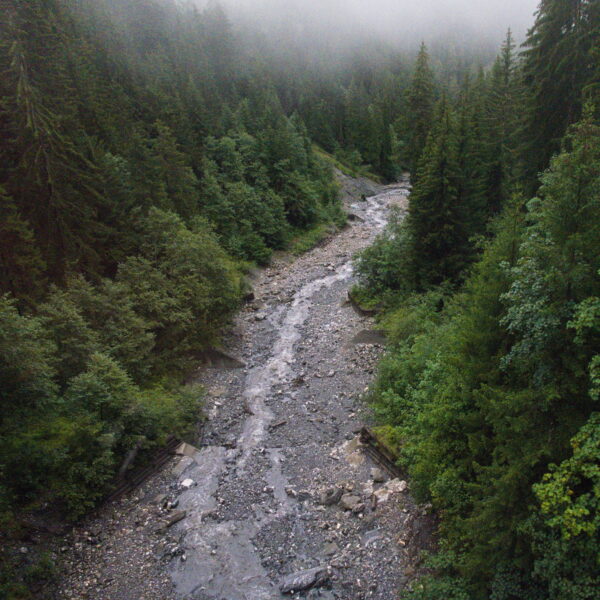 Frauentobelbach-Bachlauf durch grünen Wald im Nebel. Naturbelassene Landschaft.