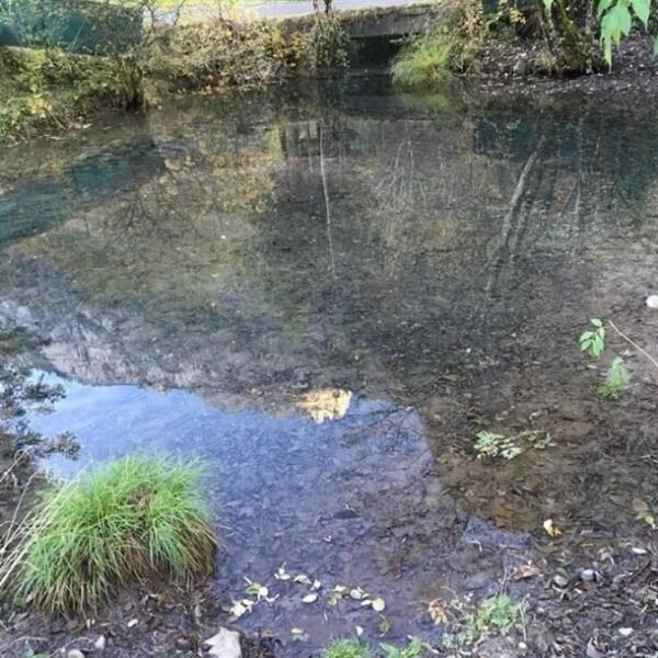 Ein kleiner, klarer Teich in der Nähe der Gießener Aare in der Schweiz, umgeben von Gras, Steinen und Bäumen, mit Blättern, die auf dem Wasser treiben, und Spiegelungen von Zweigen auf der Oberfläche.