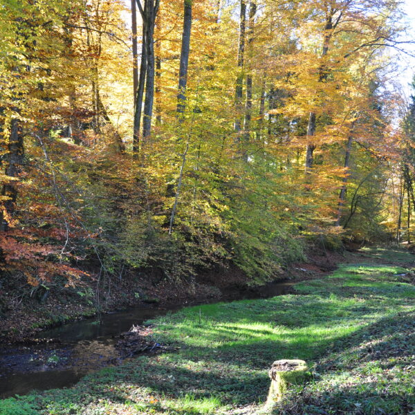 Herbstliche Landschaft am Giessenbach mit bunten Bäumen und einem kleinen Bachlauf.