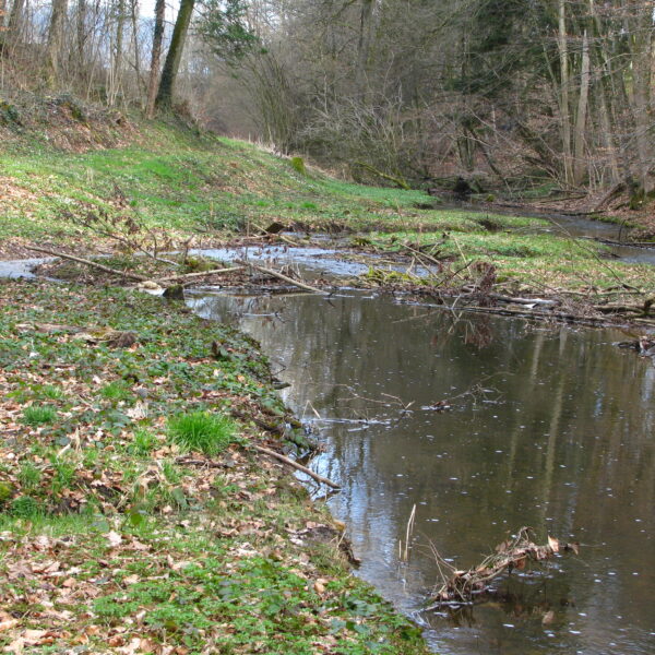 Giessenbach-Bachlauf im Wald mit Uferbewuchs und Baumstämmen im Wasser.